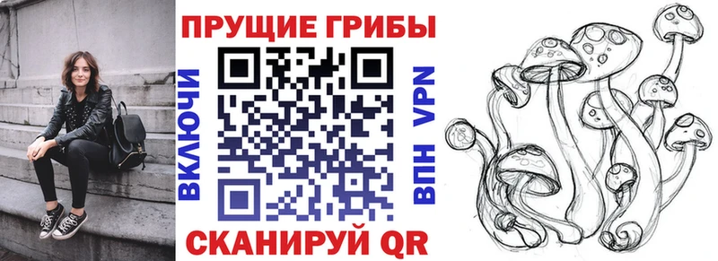 где найти Полесск Псилоцибиновые грибы Psilocybe